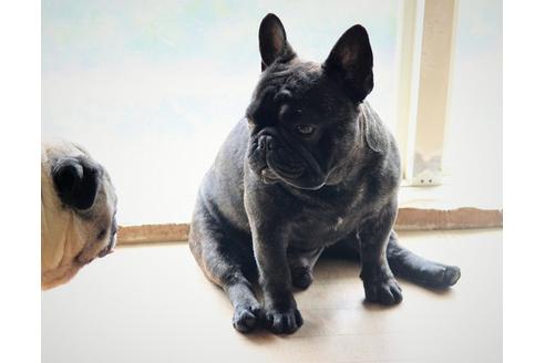 販売中のフレンチブルドッグの親犬